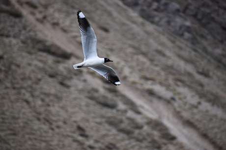 Ave en vuelo sobre el Cajón