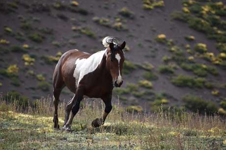 Caballo salvaje en la cordillera
